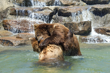 Two juvenile grizzly bears rough housing fighting in a pond, waterfall over rocks in background....