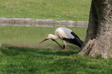 Storch auf der Wiese, Ciconia ciconia 