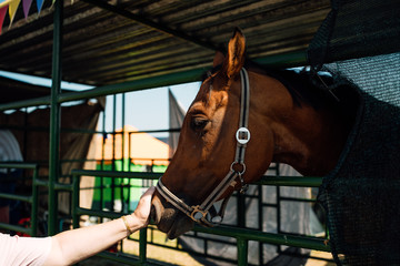 Fototapeta premium Portrait of horse's head close up. Beautiful young stallion in paddock on horse farm.