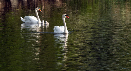 A pair of white swans with chicks swims in a pond.