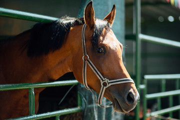 Portrait of horse's head close up. Beautiful young stallion in paddock on horse farm.