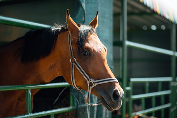Portrait of horse's head close up. Beautiful young stallion in paddock on horse farm.