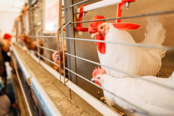 chicken in cages of an industrial farm, growing chickens in the village © Pavel