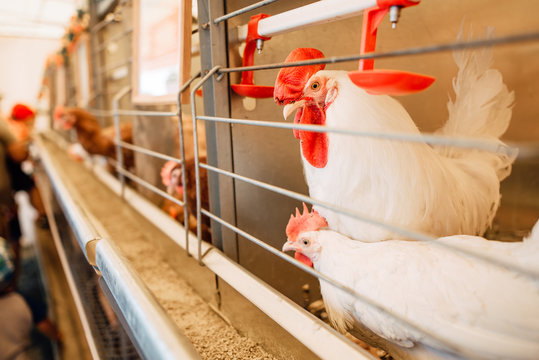 chicken in cages of an industrial farm, growing chickens in the village