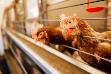 chicken in cages of an industrial farm, growing chickens in the village