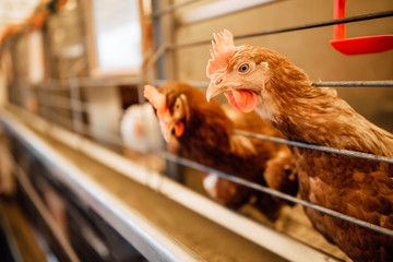 chicken in cages of an industrial farm, growing chickens in the village