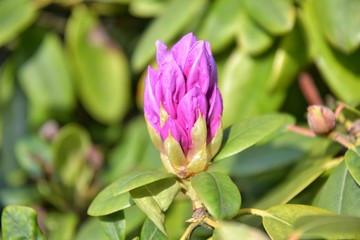 Purple bud of beautiful oleander, with selective focus and blurred green leaves. Big beautiful violet bud with flowers on the rhododendrons bush with green foliage. Tropical summer blooming.