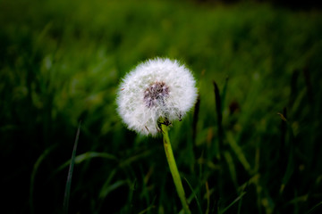 Dandelion in the grass with a blurred background