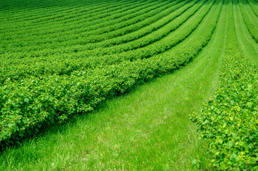 Field is planted with rows of bushes of black currant. Agriculture. Growing berries.