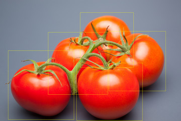 Tomates, rojos y frescos, llenos de vitaminas;  se pueden comer crudos o cocinados, se pueden hacer...