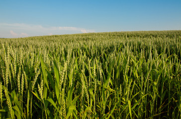 wheat on the blue sky background. green wheat field and sunny day