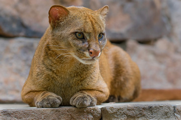Jaguarundi