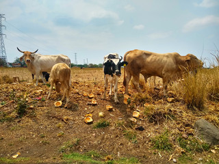 Cows in the grass field.