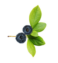 Blueberries with green leaves