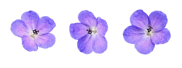 Fototapeta Set of geranium pratense flowers isolated on white obraz