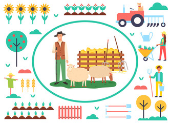 Agriculture and husbandry vector, person with sheep caring for animals on farm, scarecrow and plantation of sunflowers in bloom, tractor and farmers