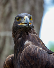 Golden Eagle