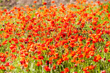 field with poppies