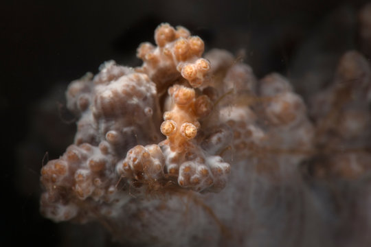 Nudibranch Tritonia sp.  Underwater macro photography from Romblon, Philippines