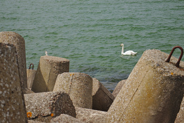 White Swans on the Baltic Sea. Breakwater.