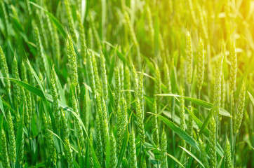 Young green wheat in a field. Agricultural concept