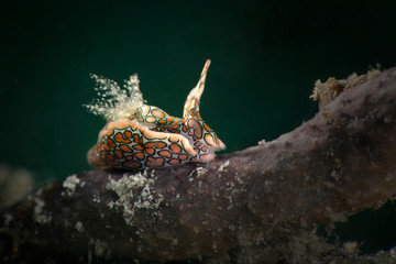 Psychedelic batwing slug (Sagaminopteron psychedelicum). Underwater macro photography from Romblon, Philippines