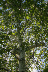 Shade of the White Birch Tree