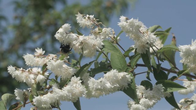 Un insecte butine les fleurs d'une plante de jardin