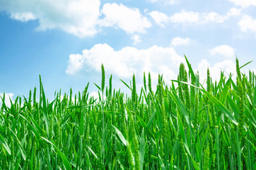 Fototapeta premium Young green wheat in a field on a background blue sky. Agricultural concept