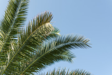 Fototapeta na wymiar Palm leaves on a sky blue background. Palm tree background. Copy space.