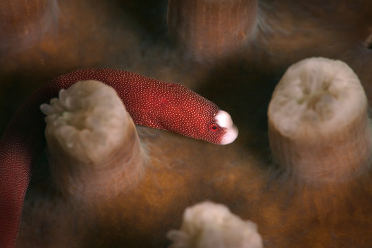Braun's pughead pipefish ( Bulbonaricus brauni). Underwater macro photography from Romblon, Philippines