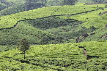 Obraz premium Tea garden in Kerala