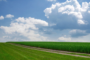 Field road near the field of young wheat. Agricultural concept