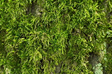 Texture of tree bark with moss. Green moss on a tree background in the woodland.