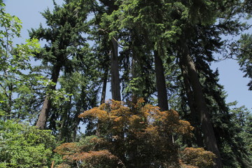 tall trees in the summer