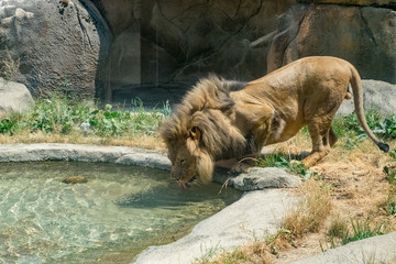 Fototapeta premium A Long Drink