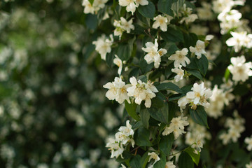 Jasmine flower bush background closeup. Beautiful jasmin flowers in bloom.