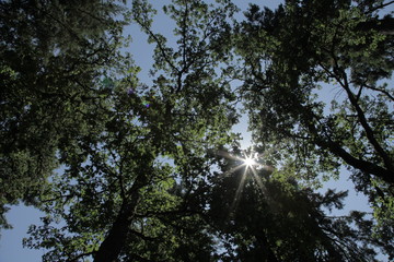 sunlight leaking through the trees