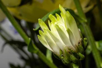 Flowers close up beautifull macro photography