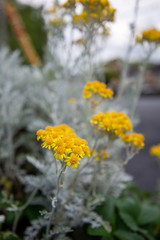 Fleurs ornement village