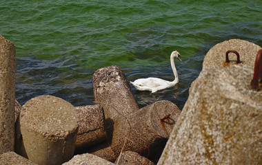 White Swans on the Baltic Sea. Breakwater.