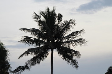 Fototapeta na wymiar palm tree against blue sky with clouds