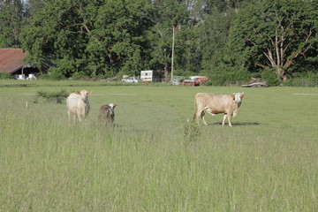 cows grazing in a green field