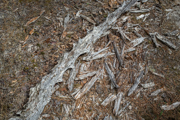 bois décomposé