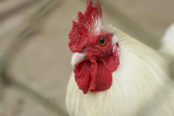 Portrait Of A White Cock In Cage