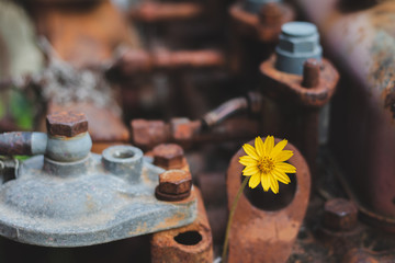 Yellow flowers are beautiful flowers. Flowers bloom in the middle of rusted steel.