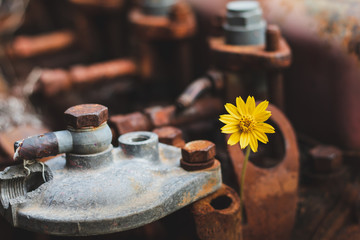 Yellow flowers are beautiful flowers. Flowers bloom in the middle of rusted steel.