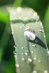 Water drops on green leaves have a green background.