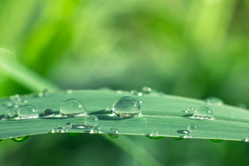 Water drops on green leaves have a green background.