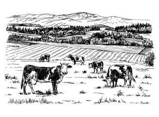 Cows grazing on meadow. Hand drawn illustration. - 272672385